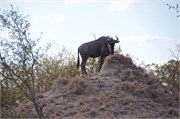 62_Animals