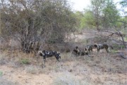 63_Animals