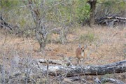 64_Animals