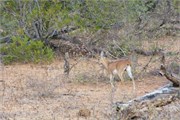 65_Animals