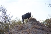 68_Animals