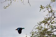 69_Animals