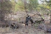 73_Animals