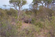 75_Animals