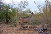 76_Animals