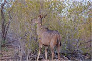 78_Animals