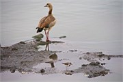 82_Animals