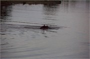 83_Animals