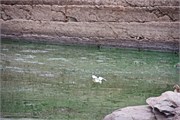 84_Animals