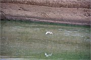 85_Animals