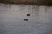 87_Animals