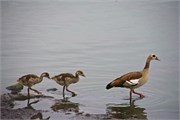 89_Animals