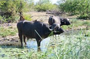 14_Motswari-650