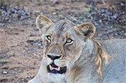 47_Motswari-650