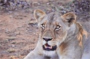 48_Motswari-650
