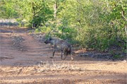 51_Motswari-650