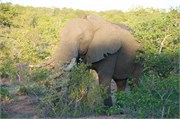 53_Motswari-650