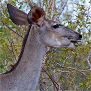 107_Motswari-651