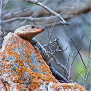 110_Motswari-651