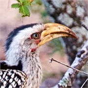11_Motswari-651