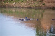 15_Motswari-651