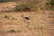 24_Motswari-651