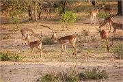 25_Motswari-651