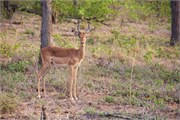 26_Motswari-651