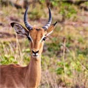 27_Motswari-651