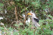 29_Motswari-651