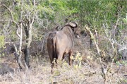 31_Motswari-651
