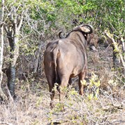 32_Motswari-651