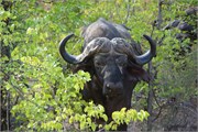 34_Motswari-651