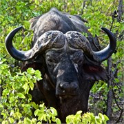 35_Motswari-651