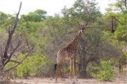 46_Motswari-651