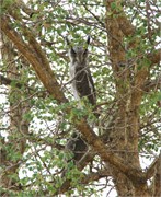 50_Motswari-651