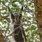 51_Motswari-651