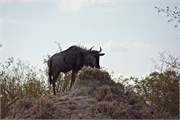 65_Motswari-651