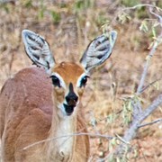70_Motswari-651