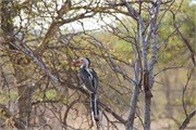 73_Motswari-651