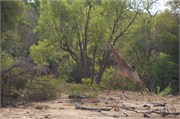 79_Motswari-651