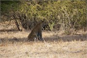 82_Motswari-651