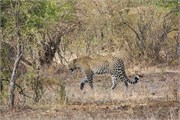 83_Motswari-651
