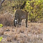 85_Motswari-651