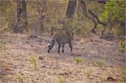 86_Motswari-651