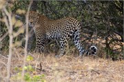 87_Motswari-651