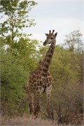 88_Motswari-651