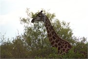 90_Motswari-651