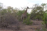 92_Motswari-651