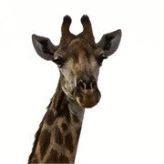 94_Motswari-651